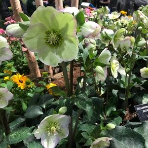 Meet your Posher, Wendy